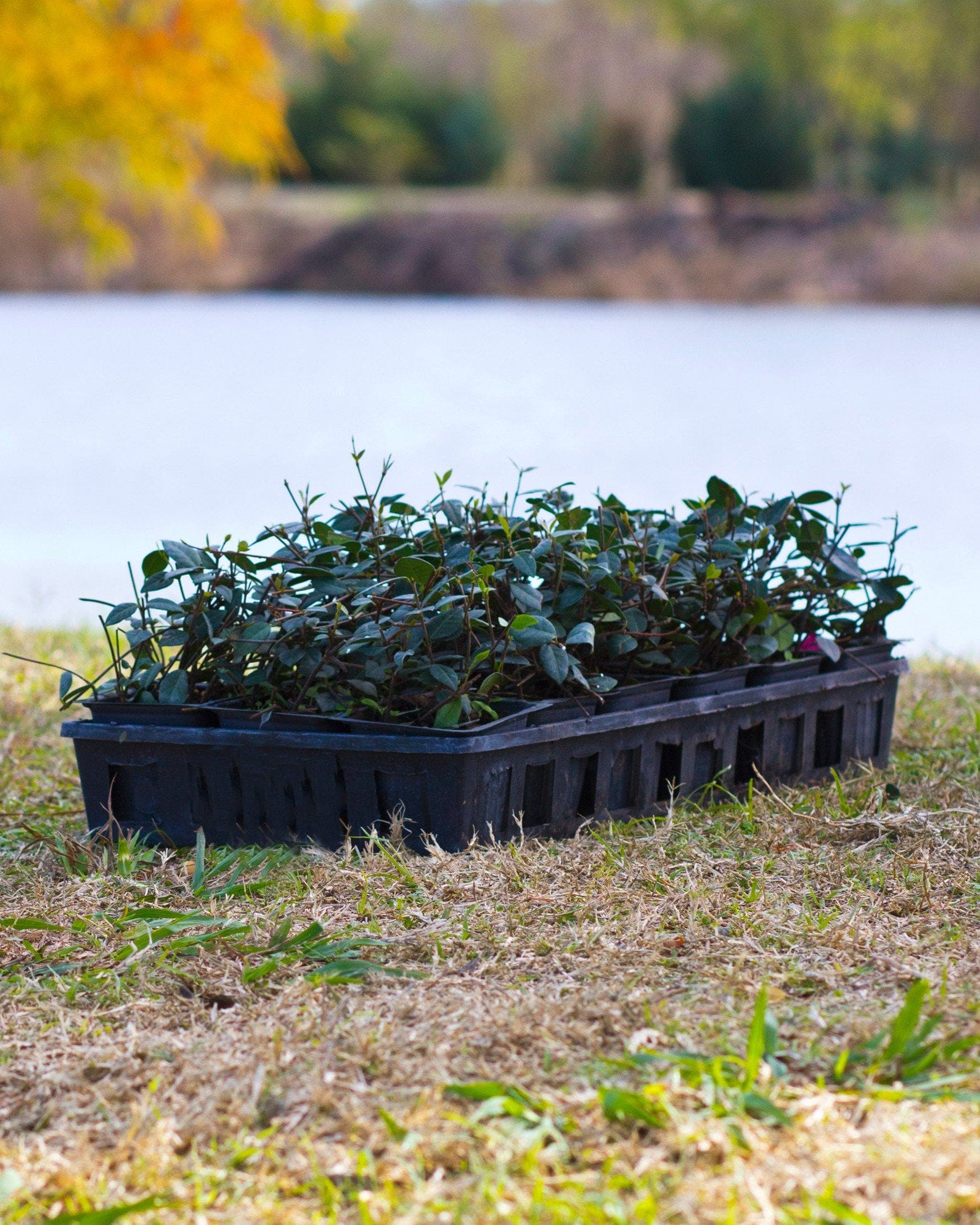 Asiatic Jasmine groundcover plants in a black nursery tray beside a pond