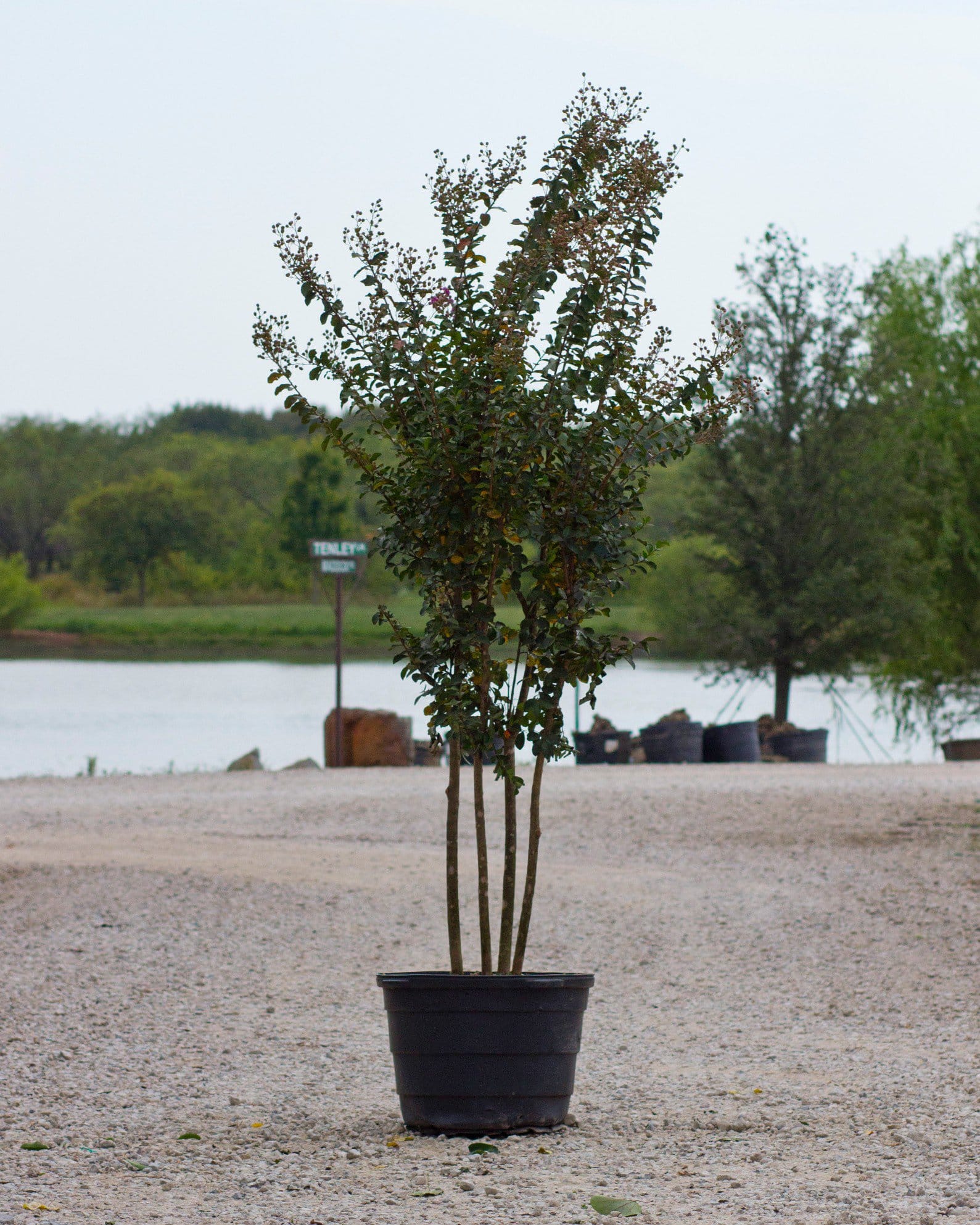 Autauga Crape Myrtle - view 2