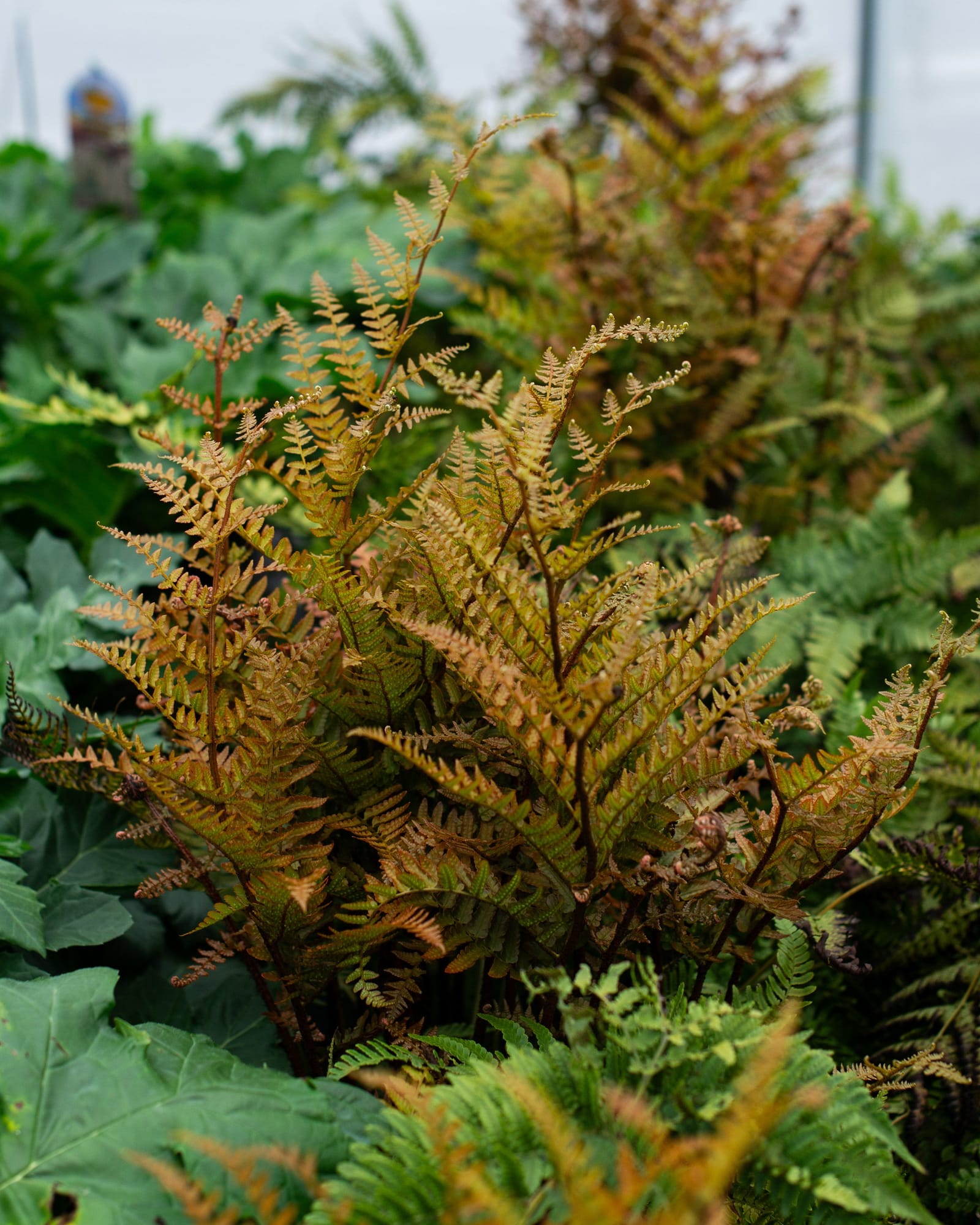 Autumn Fern Brilliance