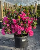 Azalea Pink Ruffle with abundant bright pink flowers and glossy foliage in a black nursery container