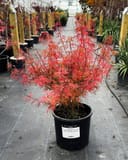 Baby Lace Japanese Maple with delicate red foliage in a black nursery container