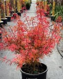 Baby Lace Japanese Maple with delicate red foliage in a black nursery container