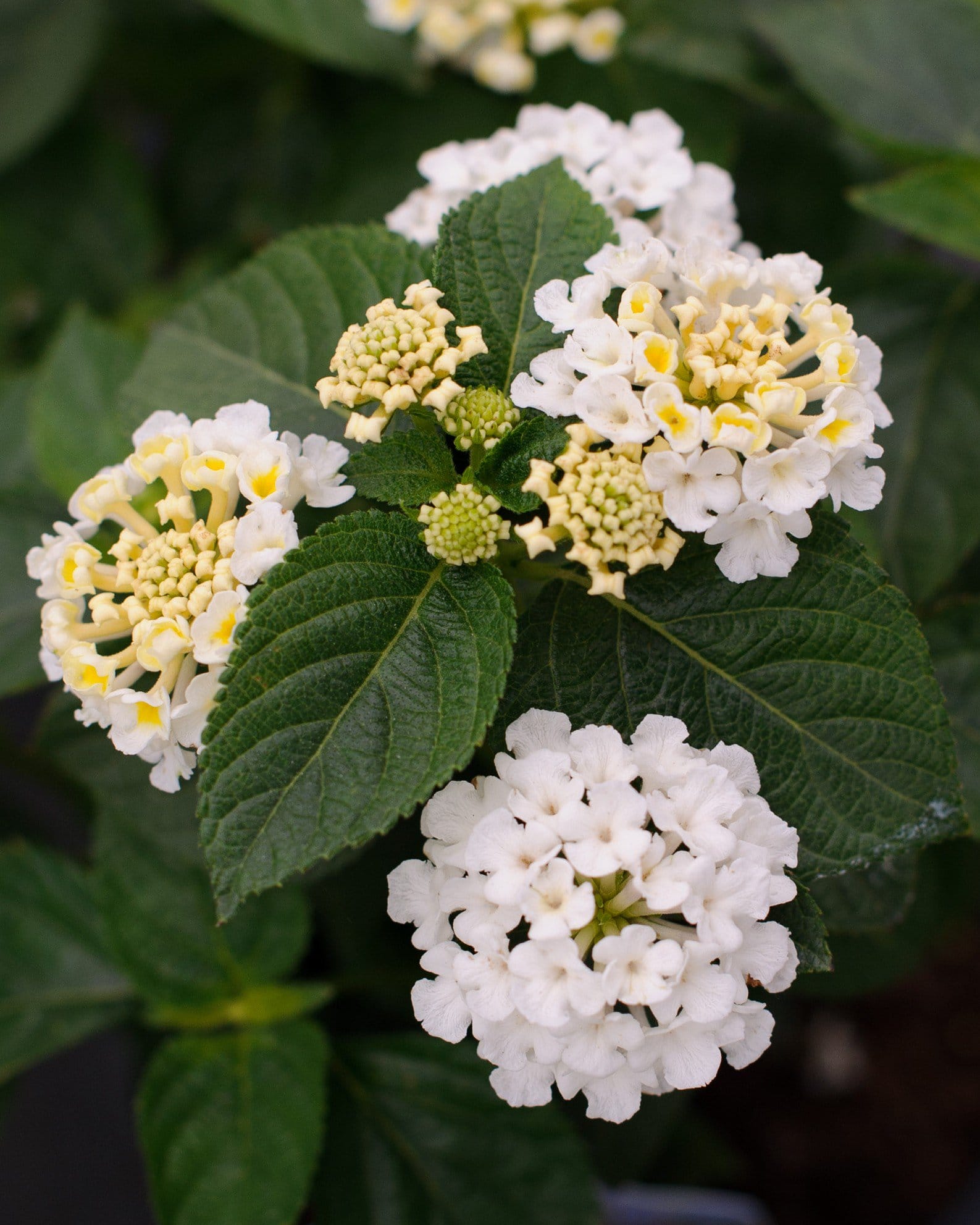 Bandana White Lantana with clusters of white and pale yellow flowers among dark green leaves