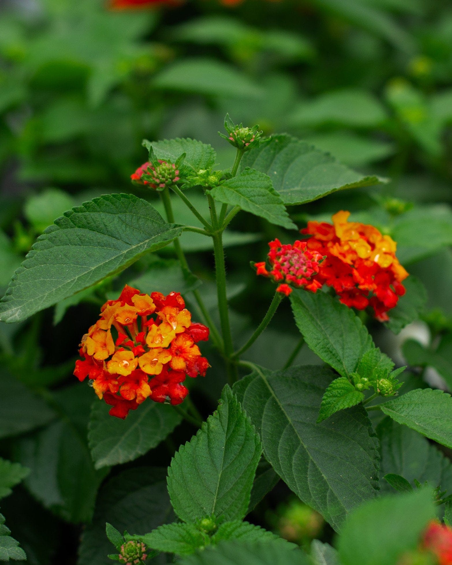 Bandolista Red Chili Lantana with red, orange and yellow flower clusters among green leaves