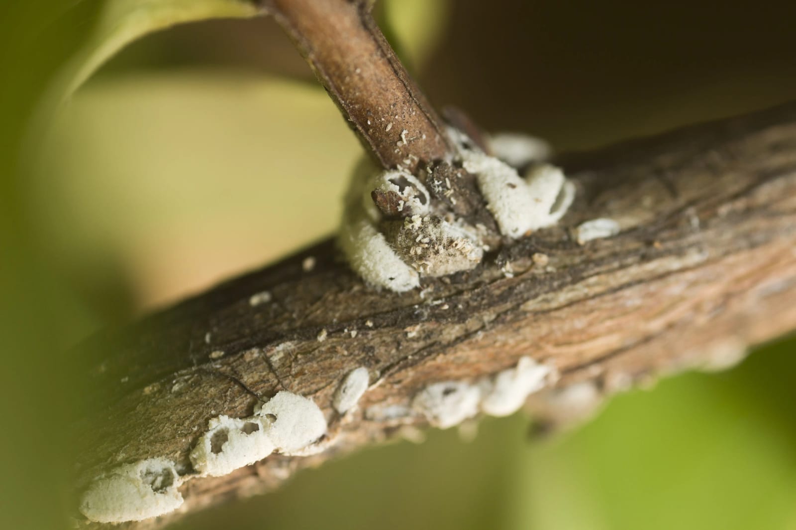 How to Kill Bark Scale on Crape Myrtles
