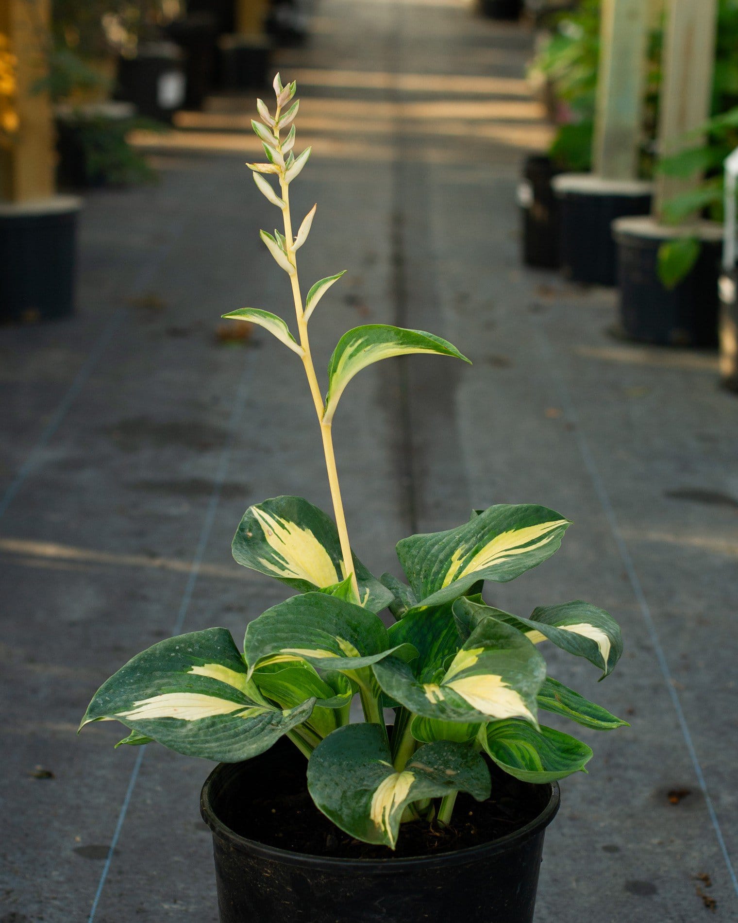 Beach Boy Hosta with green and cream leaves in a black nursery container