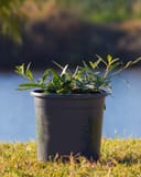 Belleza White Gaura in a nursery container with slender green foliage