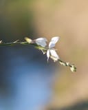 Belleza White Gaura with delicate white flowers on a slender arching stem