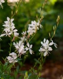 Belleza White Gaura with delicate white flowers on slender stems