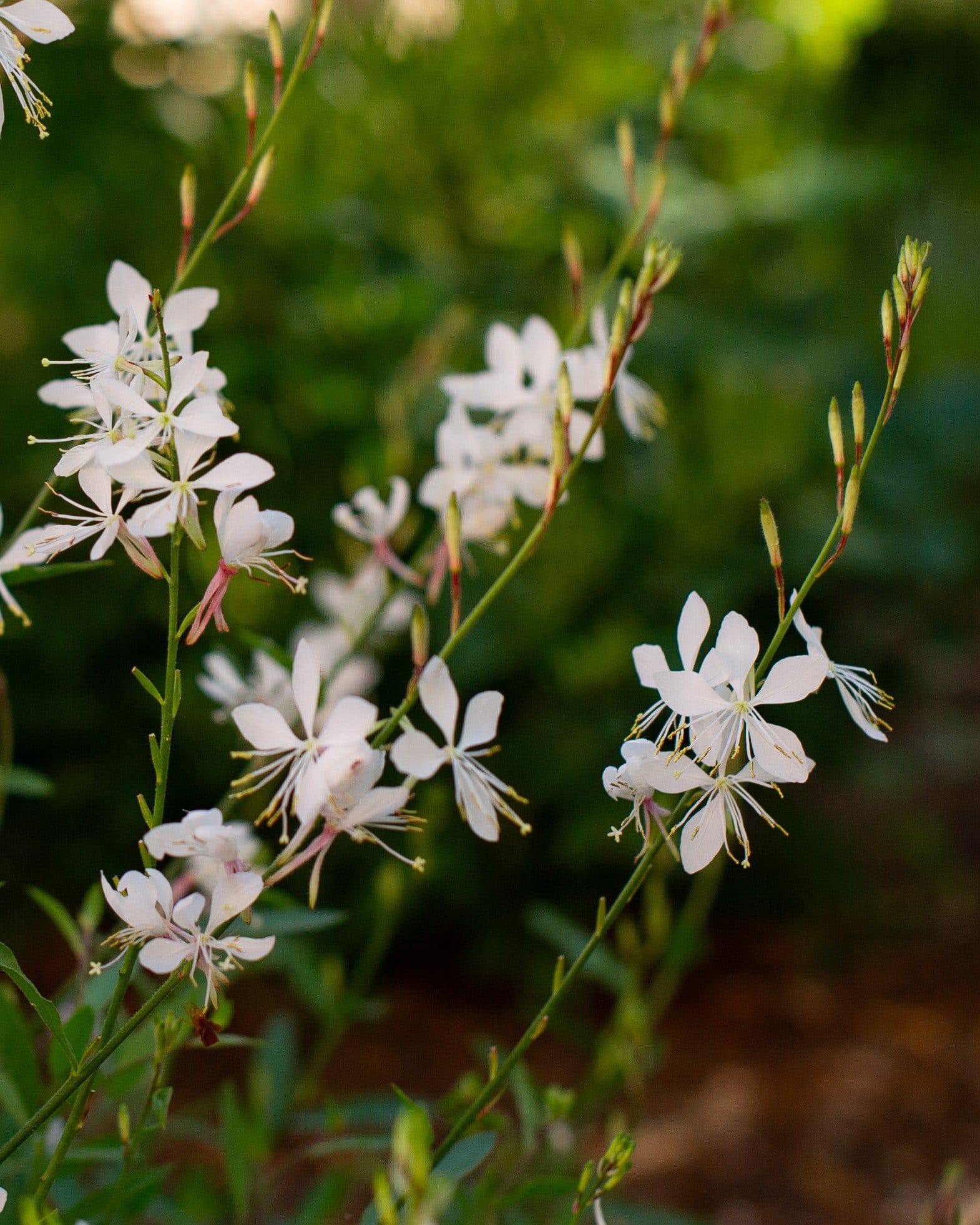 Belleza White Gaura - view 2