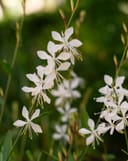 Belleza White Gaura with delicate white flowers and long stamens against green foliage