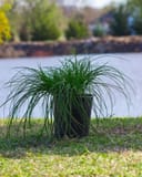 Berkeley Carex Sedge with long arching green blades in a container beside a pond