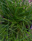 Berkeley Carex Sedge with dense, narrow green blades growing in a garden setting