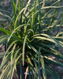 Big Blue Liriope with long green strap-like leaves in a nursery container