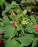 Big Hit Red Hardy Hibiscus with red flower buds and large green leaves