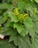 Big Hit Red Hardy Hibiscus with green leaves and developing flower buds