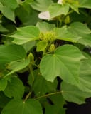 Big Hit White Hardy Hibiscus with green leaves and developing flower buds