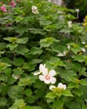 Big Hit White Hardy Hibiscus with white flowers and dense green foliage in a nursery container