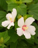 Big Hit White Hardy Hibiscus with large white flowers and pink centers among green leaves