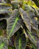 Black Beauty Elephant Ear with dark leaves and bright green veins