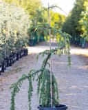 Blue Atlas Cedar Glauca Pendula with blue-green cascading branches in a nursery container