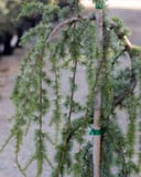 Blue Atlas Cedar Glauca Pendula with blue-green weeping branches supported by a stake