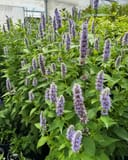 Blue Fortune Agastache with tall lavender flower spikes and dense green foliage in a nursery greenhouse