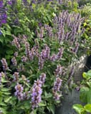 Blue Fortune Agastache with tall spikes of lavender flowers and green foliage in a nursery container