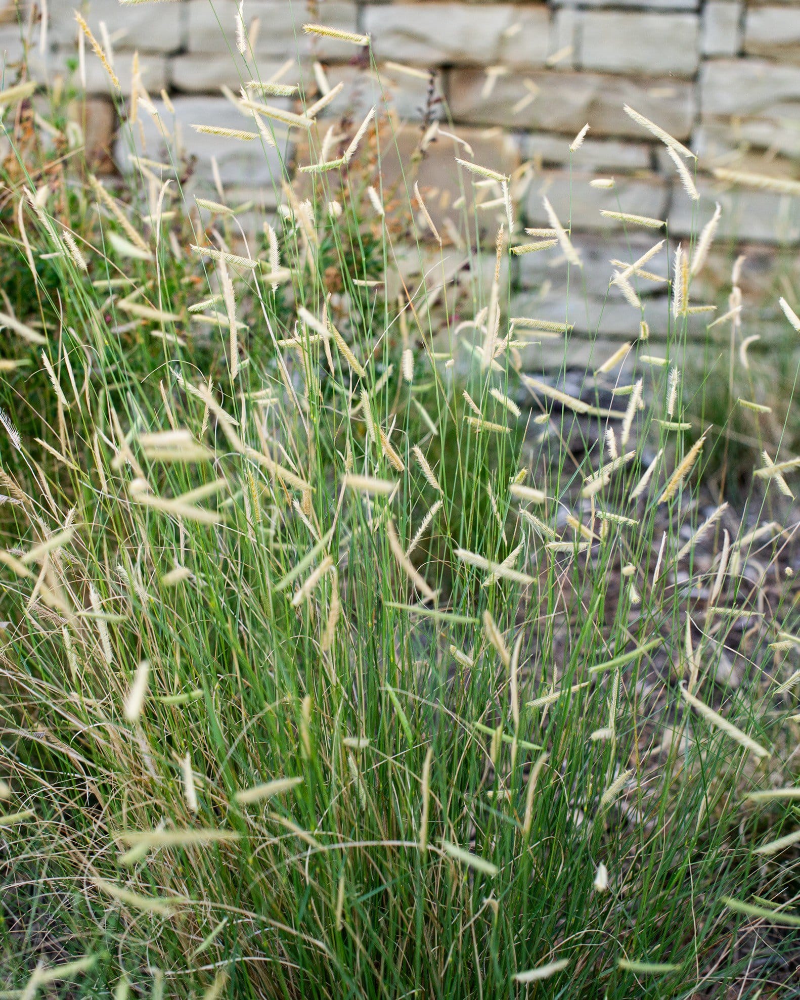 Blue Grama Blonde Ambition
