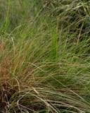 Blue Grama ornamental grass with fine green and tan blades
