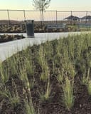 Blue Grama grass planted in dense clumps beside a paved walkway with benches and a trash bin