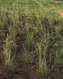 Blue Grama grasses with slender green blades and seed heads growing in a mulched landscape bed