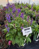 Blue Marvel Meadow Salvia with tall purple flower spikes and textured green leaves in a nursery container