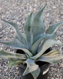 Blue Rough Leaf Agave with blue-gray pointed leaves and reddish marginal spines in a black nursery container