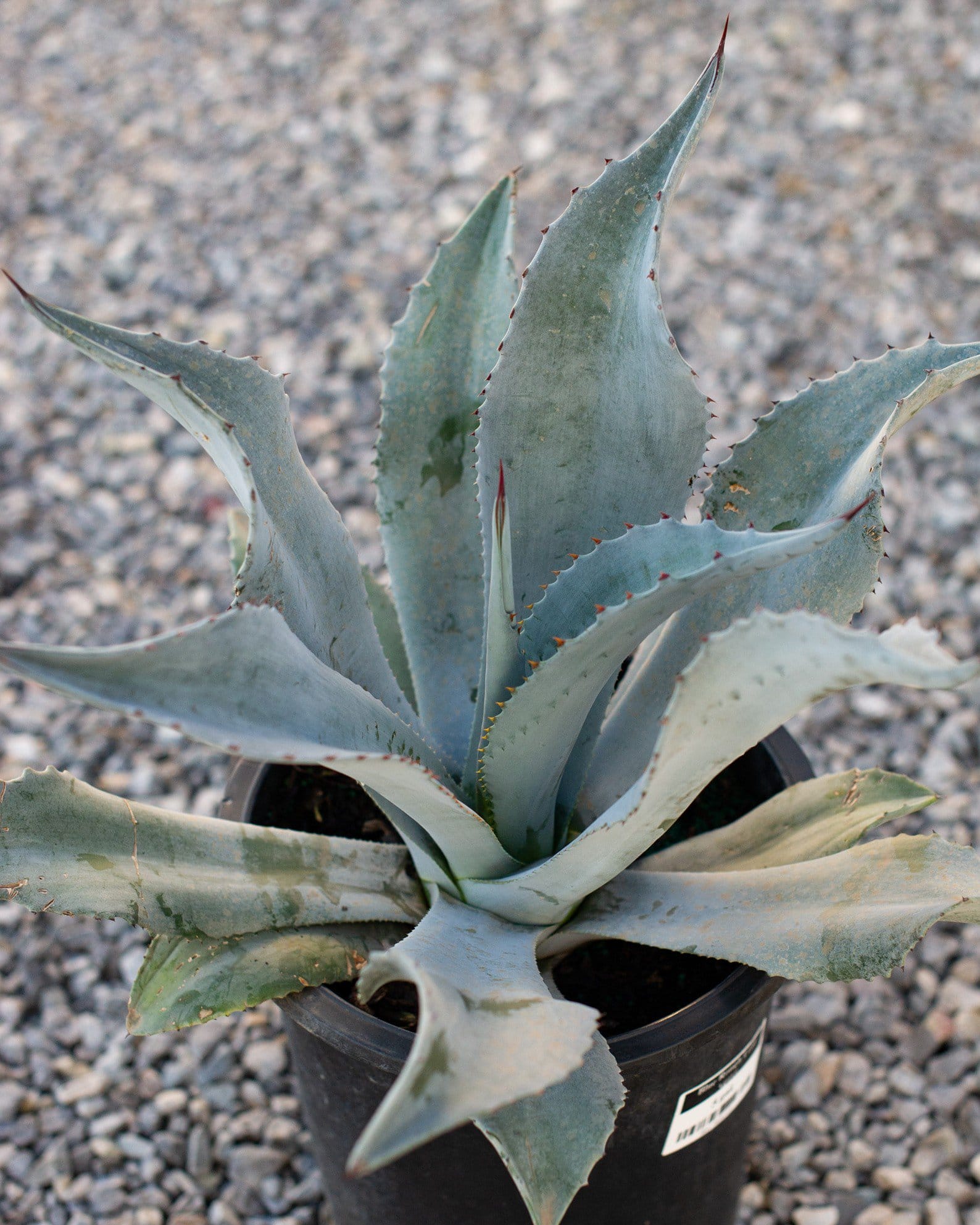 Blue Rough Leaf Agave with blue-gray pointed leaves and reddish marginal spines in a black nursery container