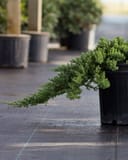 Blue Rug Juniper with blue-green trailing foliage in a black nursery container