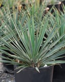 Blue Sentry Yucca with narrow blue-green leaves in a nursery container