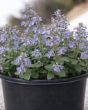Blue Wonder Catmint with lavender flowers and green foliage in a black nursery container