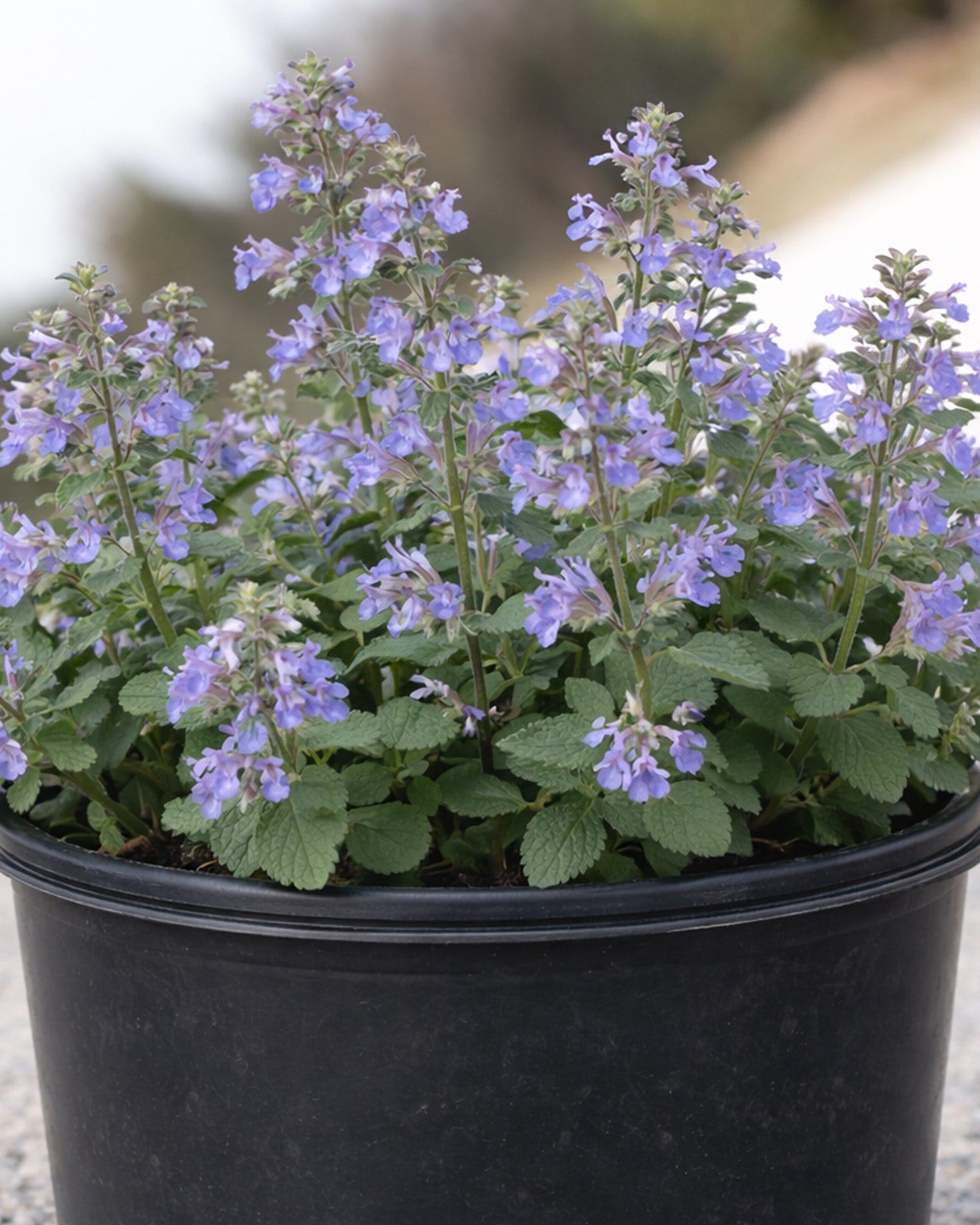 Blue Wonder Catmint with lavender flowers and green foliage in a black nursery container