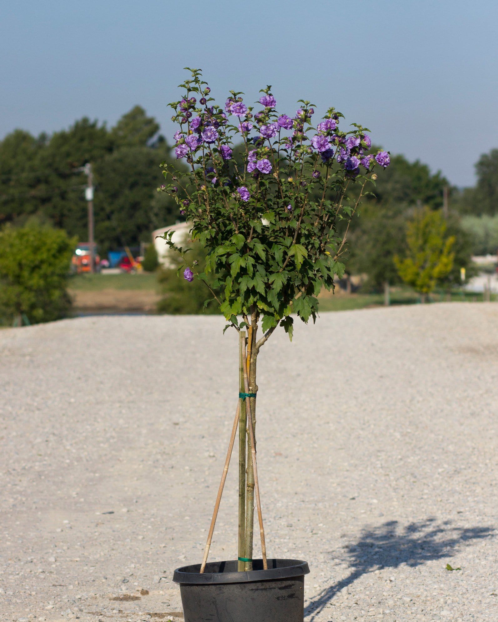 Blueberry Smoothie Althea Tree Form - view 3