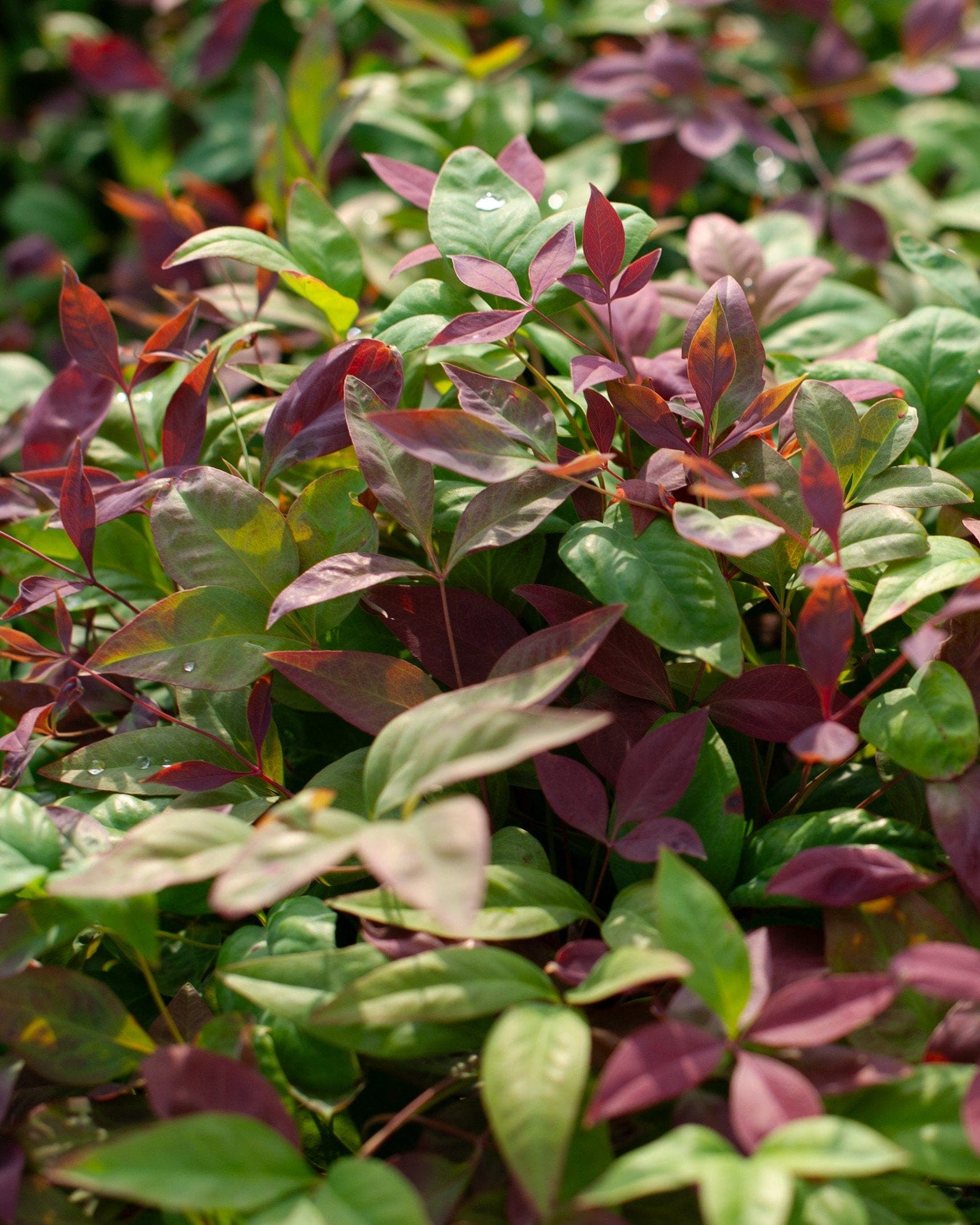 Blush Pink Nandina with green, burgundy and pink foliage in a dense nursery planting