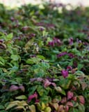 Blush Pink Nandina with green foliage and pink new growth in a dense nursery planting