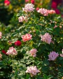 Blushing Drift Rose covered in pink blossoms and green foliage in a garden setting