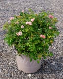 Blushing Drift Rose with pink flowers and glossy green foliage in a nursery container
