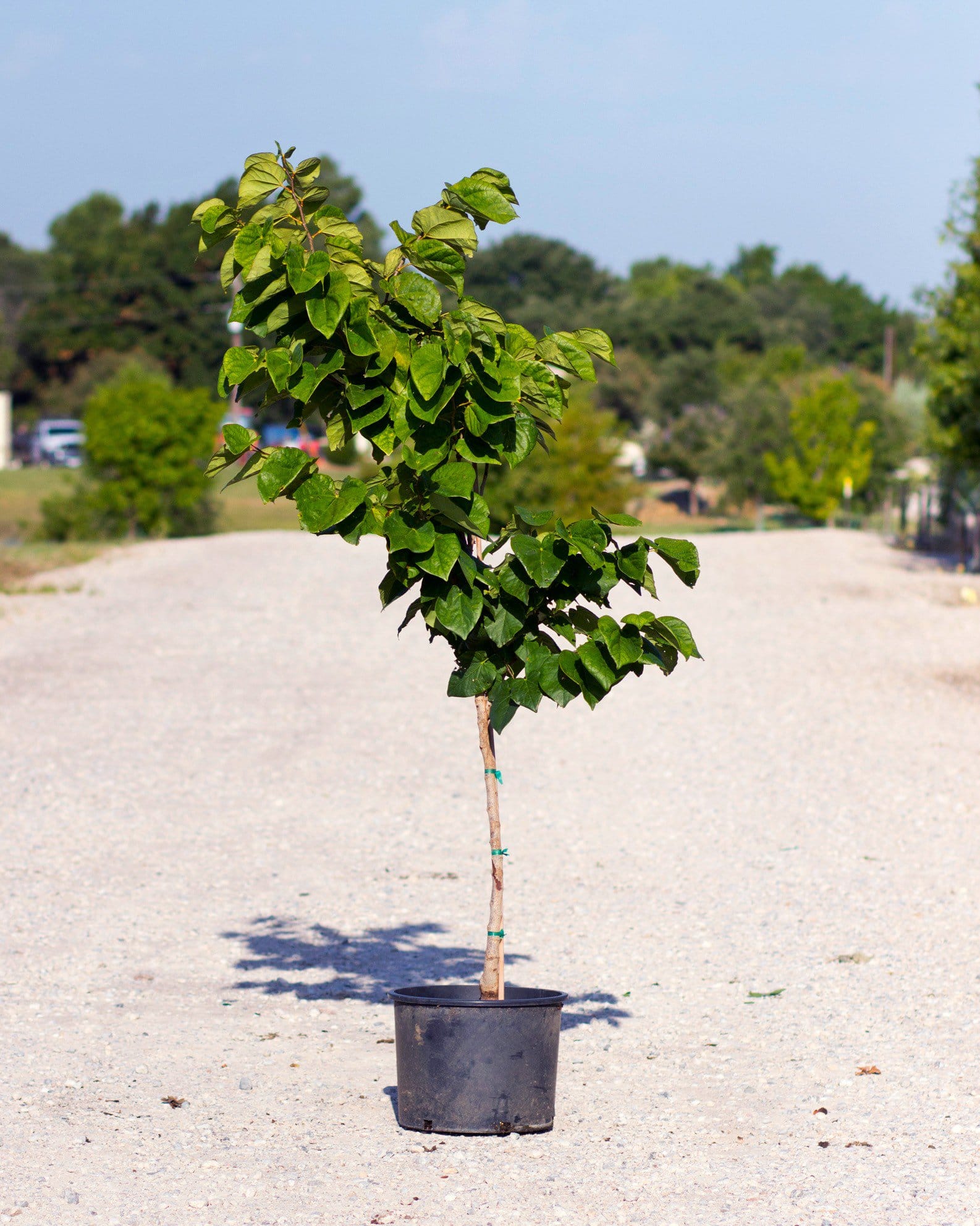 Bubble Gum Redbud with bright green heart-shaped leaves in a nursery container