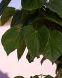 Bubble Gum Redbud with broad heart-shaped green leaves