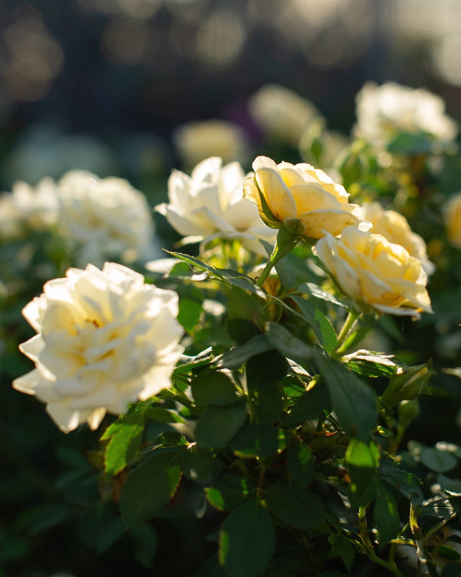 Buttercream Drift Rose with creamy yellow blooms and buds in sunlit green foliage