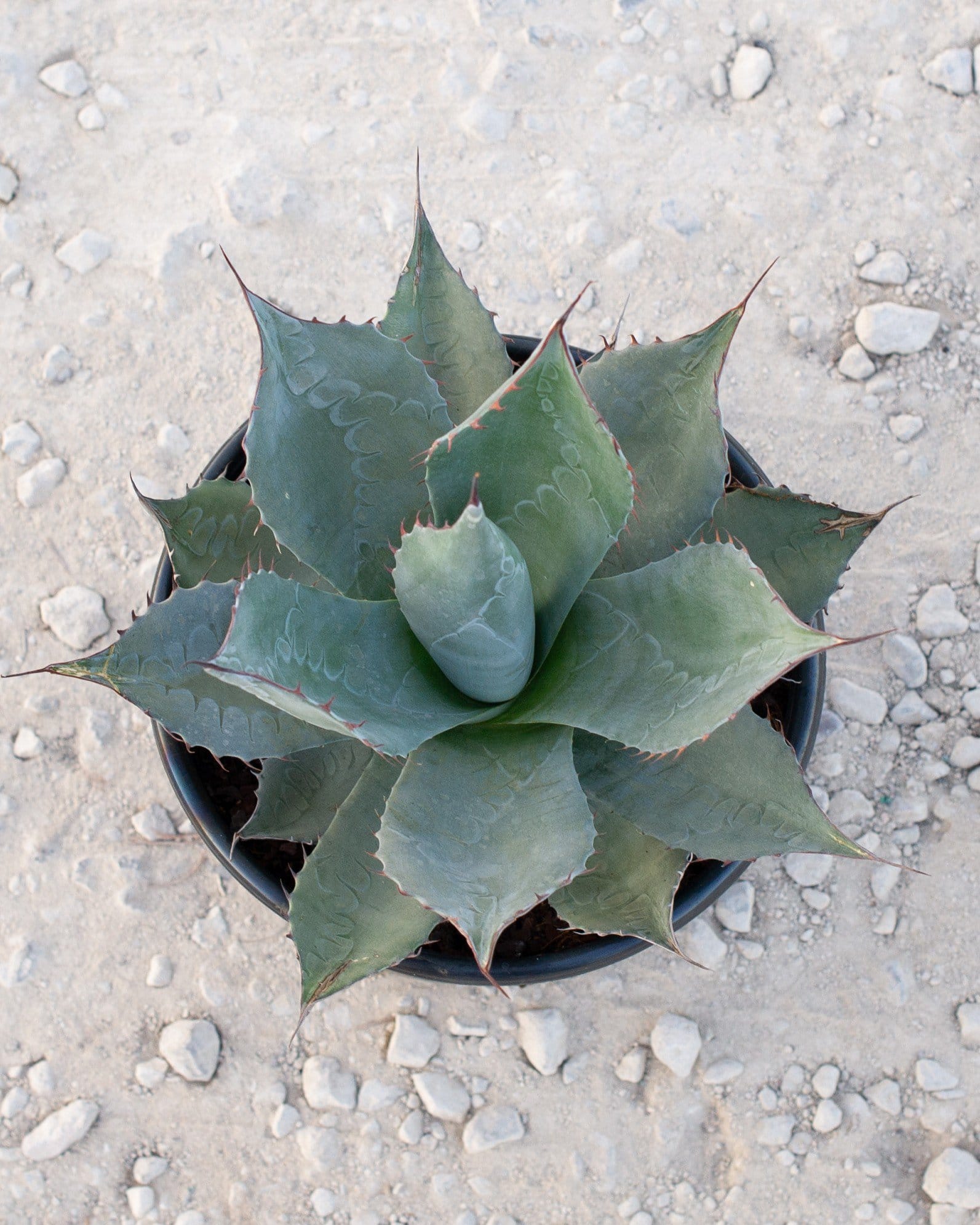 Cabbage Head Agave - view 4