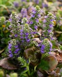 Caitlin's Giant Ajuga with purple flower spikes and broad green and burgundy leaves