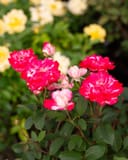 Candy Cane Cocktail Rose with vivid pink and white flowers among green foliage